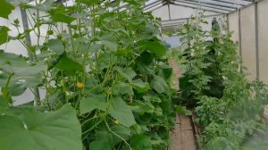 Не ожидала столько огурцов в начале сезона. Отличный старт