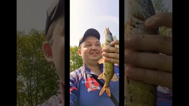 День мелкой щуки #fishing #японскиеснасти #pike #щука #baitcasting