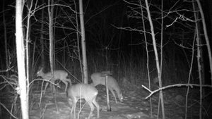 Ночью на солонце