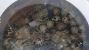 Зимняя инкубация перепелов.