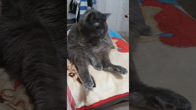 Серый котик смотреть онлайн