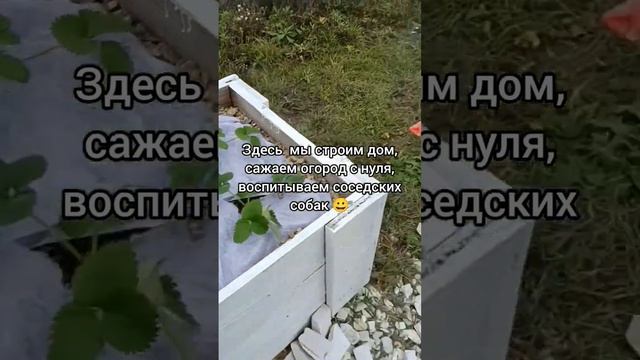 Клубника не замёрзла #домнаюге #деревенскаяжизнь #огород #клубника #станица #дача #строимдом #ягоды
