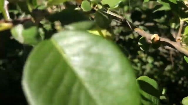 Французские бульдоги принимают урожай смотреть онлайн