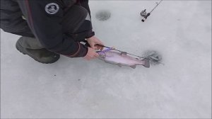 На запуске в приоритете блёсны и раттлины в натуральных цветах. Нижний пруд. Клёвое место Лосинка