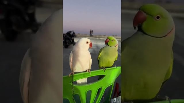 parrot look like a cat voice