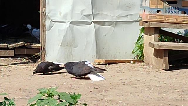 Николаевские голуби г. Маркс смотреть онлайн