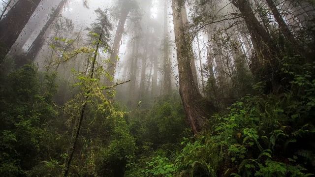 432hz Music in Mysterious Foggy Forest | For enhanced focus and relaxation | Zen Session
