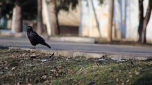 Грачи. Тест видео Sigma 70-300mm f4-5.6 DG Macro.