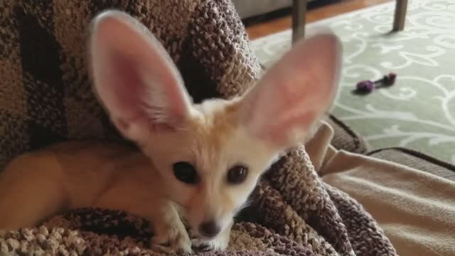 10 Животных нашей планеты с Самыми Большими Ушами смотреть онлайн