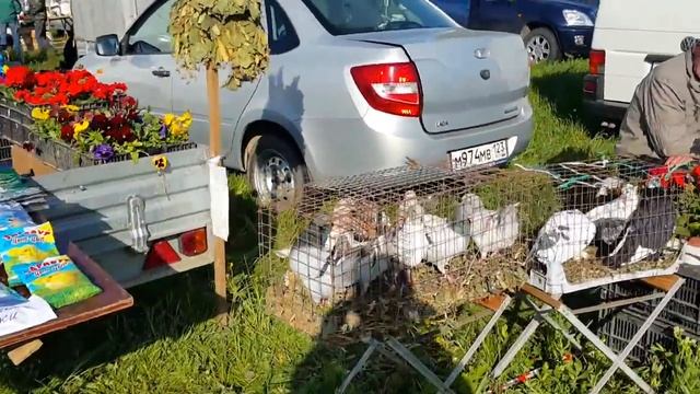 22.04.18. Выставка голубей Г Курганинск часть 2. Exhibition pigeons G. Kurganinsk part 2. смотреть онлайн