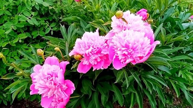 Деревенский релакс смотреть онлайн