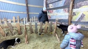 ПЕРЕВЕЛ ЩЕНКОВ САО К ОВЦАМ, НОВОЕ НАВЕСНОЕ НА Т40