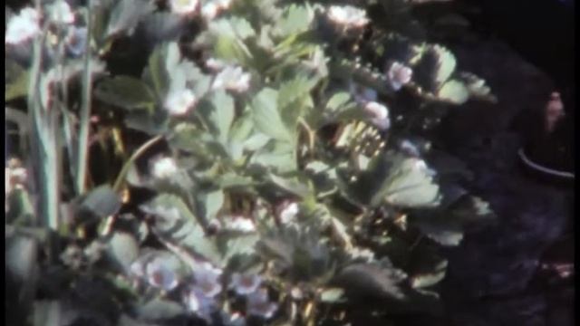 Покадровая HD оцифровка 8 мм кинопленки Свема, супер 8 смотреть онлайн