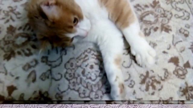 Жизнь рыжего кота.И имя ему  Кока.