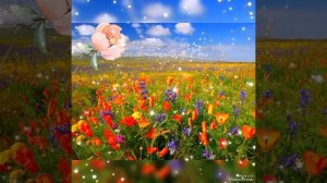 #Полевые цветы #Кайратбек Примбердиев# посвещается всем кто любит полевые цветы 🥰🤗