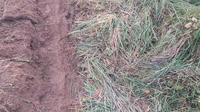 Шурф чешуи и зачем я собираю калину. смотреть онлайн