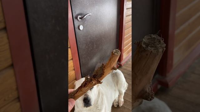 У нашей собаки своя зубочистка #dog #собака #алабай #alabai #деревня #village