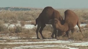 Битва верблюдов.  Туркменистан.