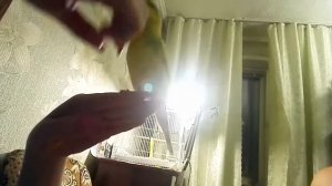 Волнистый попугай болтает матерится)
