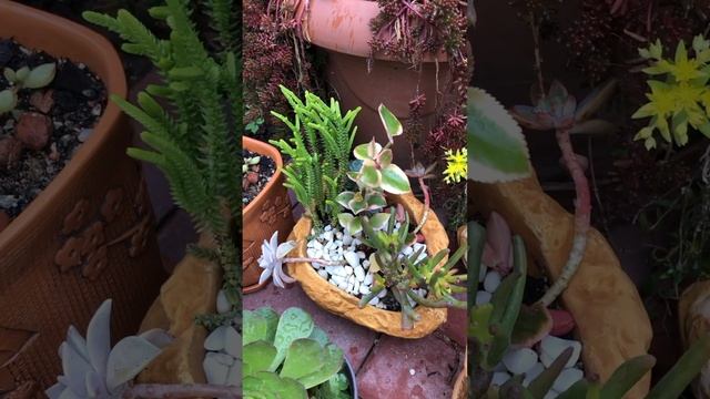 ГОРШЕЧНЫЙ САДИК ИЗ СУККУЛЕНТОВ.  #цветники #flowers #цветы #сад