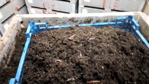 Мальки дэндры проблемные .