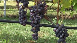 Виноград Чёрная  королева