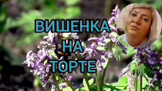 ВОНЮЧАЯ РЫБА И ПРАЗДНИК ЖИВОТА. ANYANASTYA LIFE. ОБЗОР.