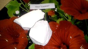 Мел "Снежок"