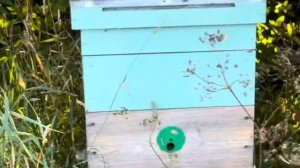 Поселился Рой! :)