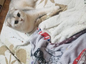 смотрим с милкой