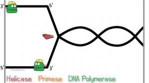 ДНК репликация
