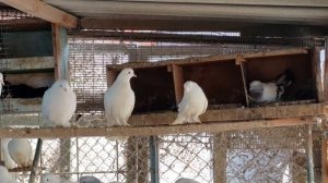 4.03.18.Заехали в гости  к Володи.