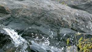 'Древлегорск' 'Оять' 'Радость' 'Ручеёк'