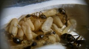 Camponotus maculatus. Личинка солдата плетёт кокон.