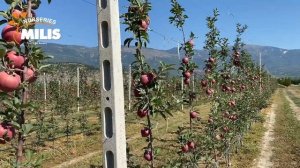 Red Velox | Apple cultivation