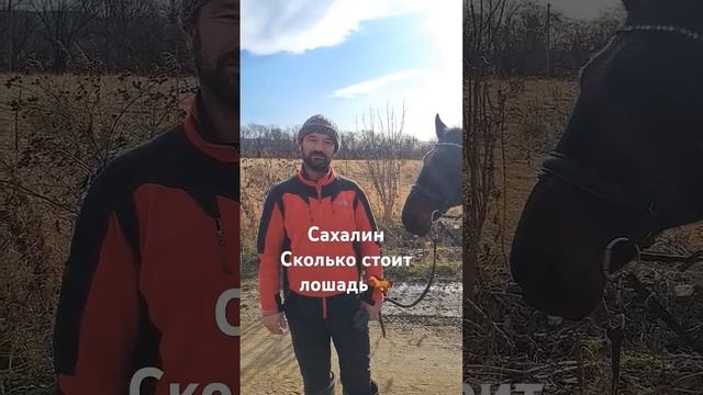 Сколько стоит лошадь