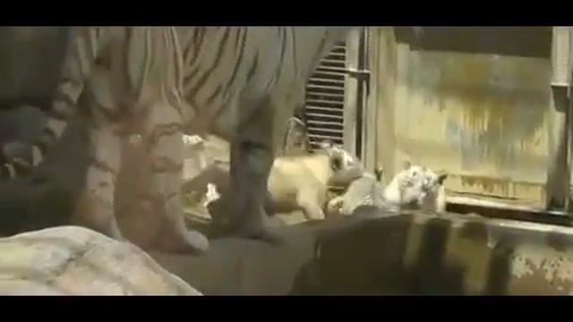 Семейные узы: два белых тигрёнка помогли брату, упавшему в бассейн с водой смотреть онлайн