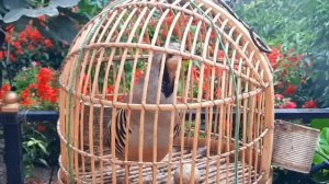 Хониши кабк