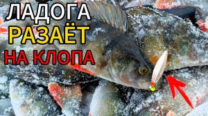 Сегодня КЛОПЫ рулят! Ловля ХОРОШЕГО окуня на Ладоге