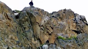 Охотница с орлом (2016)