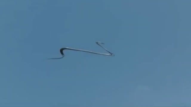 10 Животных, которые Умеют Летать смотреть онлайн