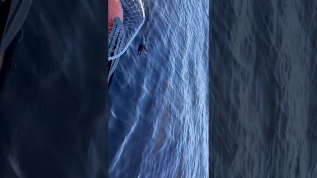 Рыбалка которую мы заслужили