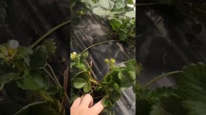 Убойная смесь. ЛИРУМ+МАТРИН. Синергия. Клещ и трипс.