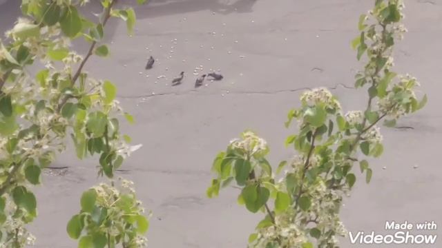 Ферма. Люди проиграли голубям))) цитата из Пелевина) смотреть онлайн