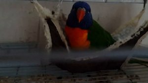 Лорикет приколист / Funny lorikeet