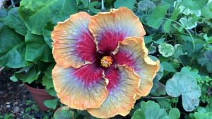 Гибискус Tahitian Purple Passion