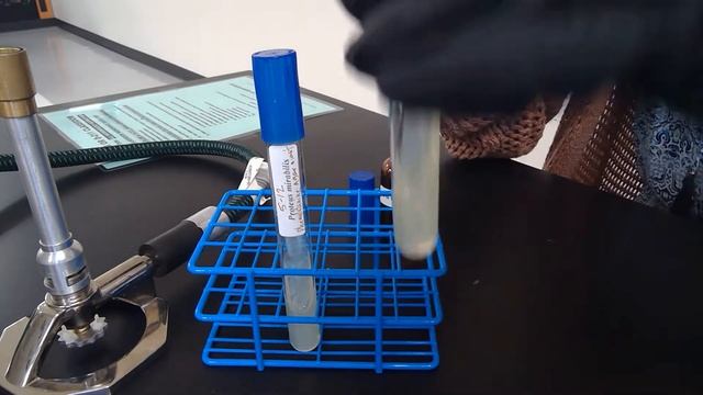 Lab 5 12 Phenylalanine Deaminase смотреть онлайн