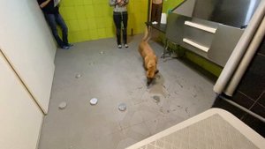 Ира и Йода, поиск корицы