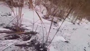 Охота с гончими на енота