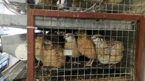 Взвешивание перепелов на 31 день.